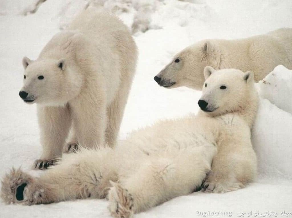 عکس حیوانات زیبا و بامزه خرس قطبی